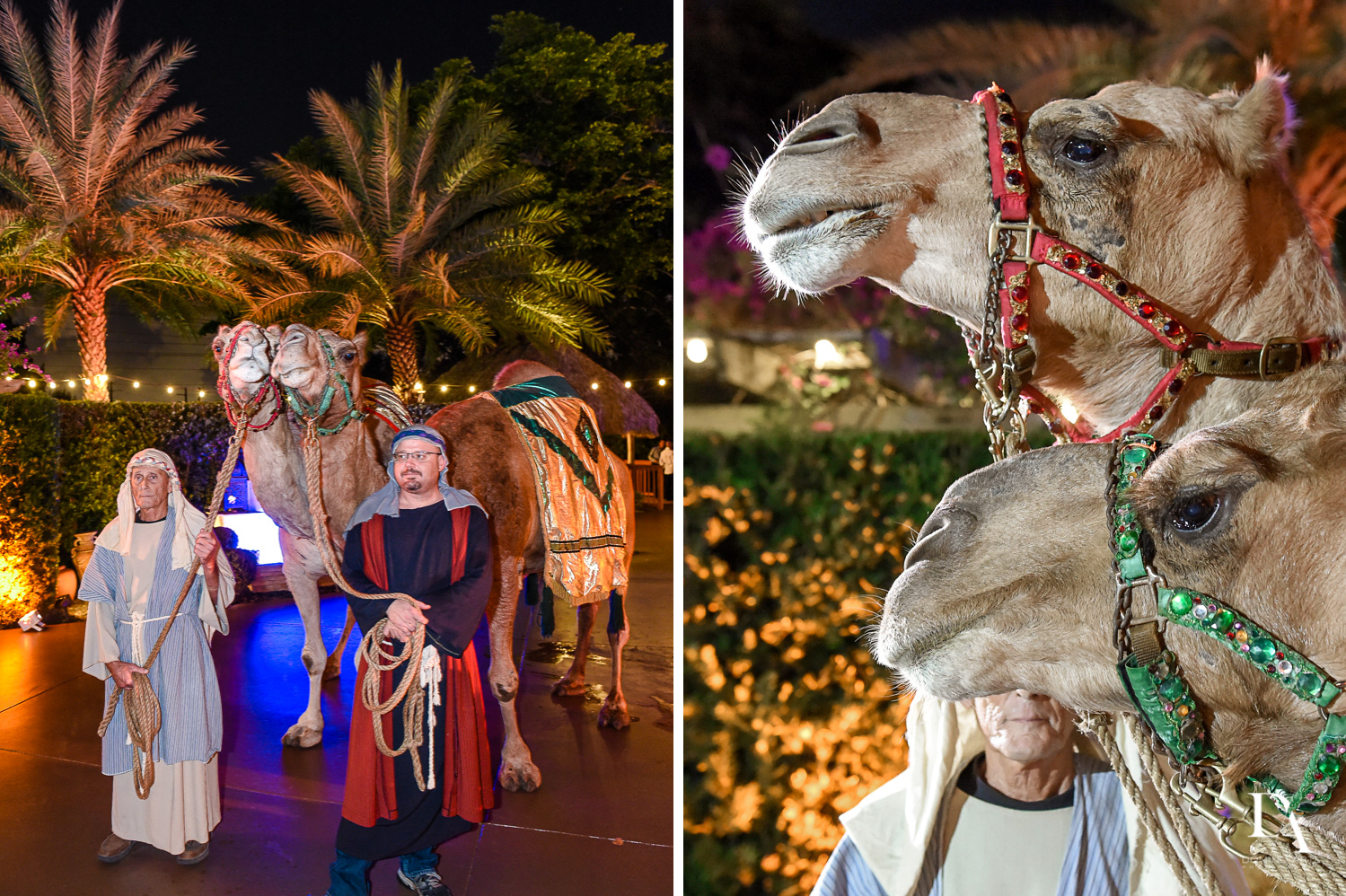 Camels at Traditional Henna Party Photography at Lavan South Florida by Domino Arts